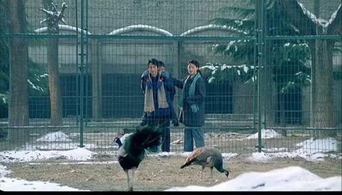 电影孔雀,孔雀——绽放于时代变迁中的青春之歌